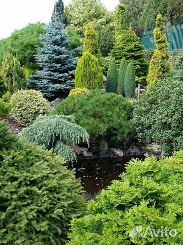 Кустарники,многолетники,цветы,розы,гортензии