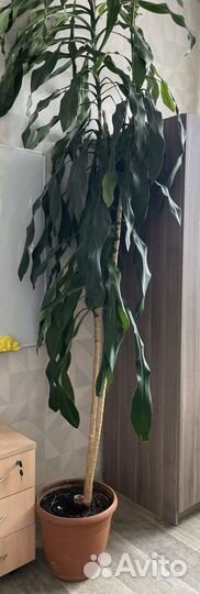 Драцена пальма юкка 3 метра