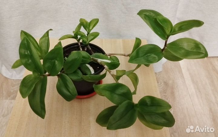 Традесканция