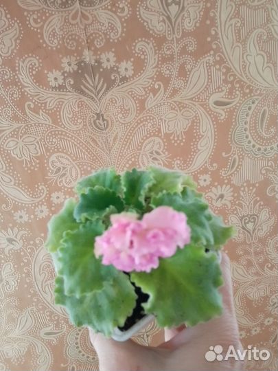 Фиалки на цвету