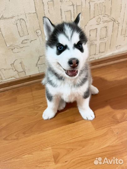 Щенки сибирской хаски
