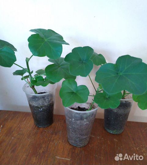 Плющелистная ампельная пеларгония