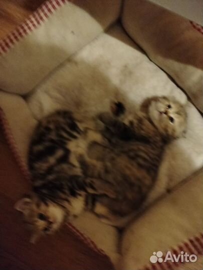 Продаются шотландские котята. К лотку приучены