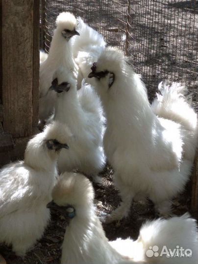 Подрощенные китайские шелковые цыплята