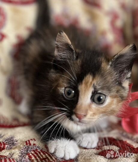 Котята ищут дом