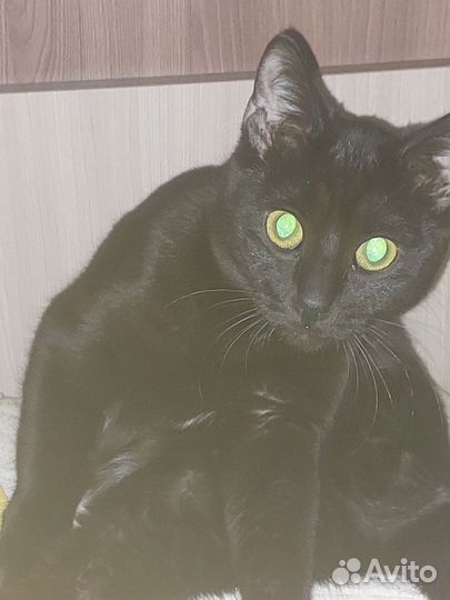 Кошка бесплатно