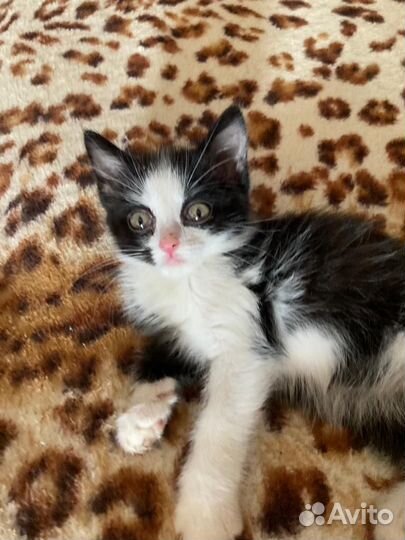 Кошка, котенок