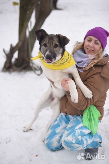 Его предали хозяева и сдали в приют