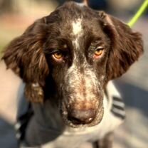 Английский кокер-спаниель, взрослый пёс