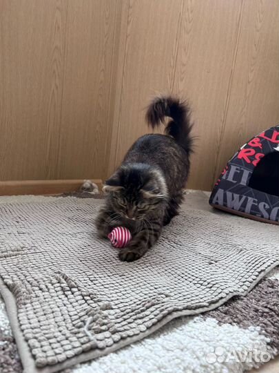 Кошка метис