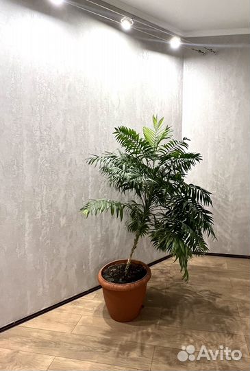 Пальма большая 150см