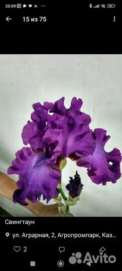 Ирисы бородатые сортовые