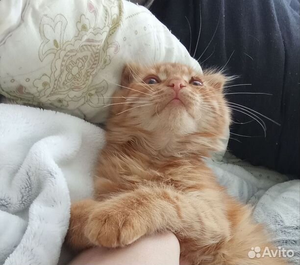 Вислоухая девочка