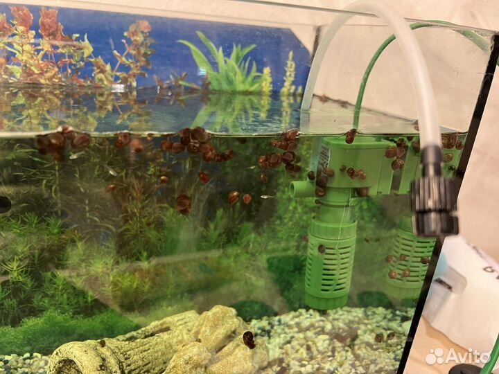 Улитки катушки