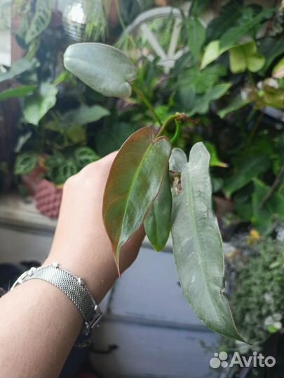 Комнатные растения