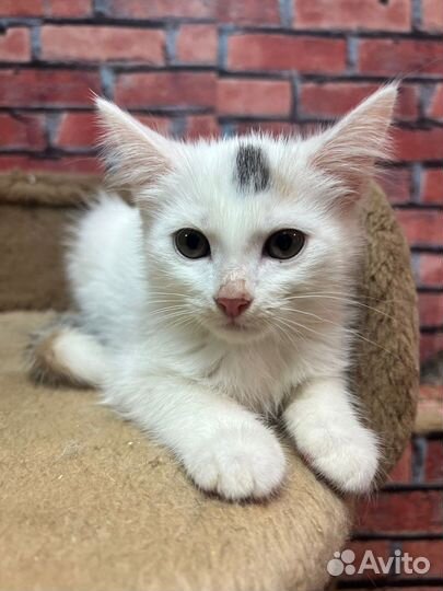 Котенок девочка Стеша 2,5 мес