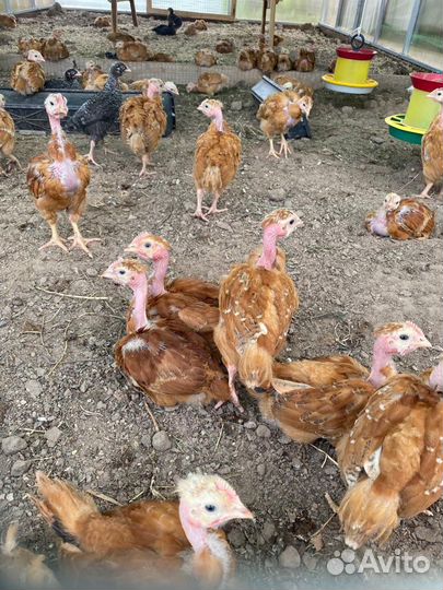 Голошейка молодки