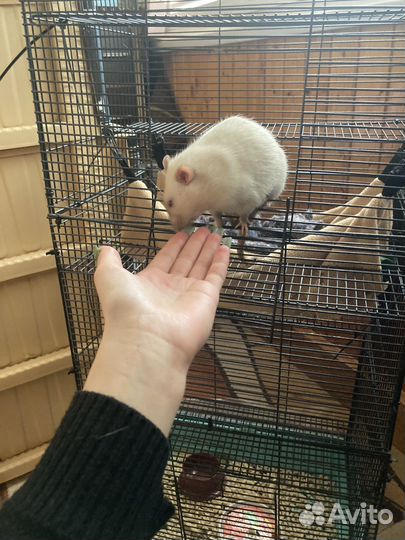 Клетка для грызунов с крысой