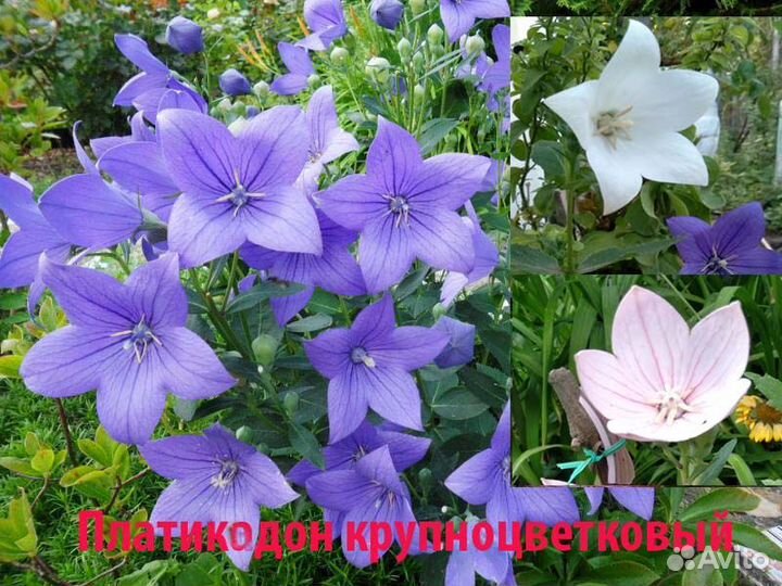 Садовые многолетники