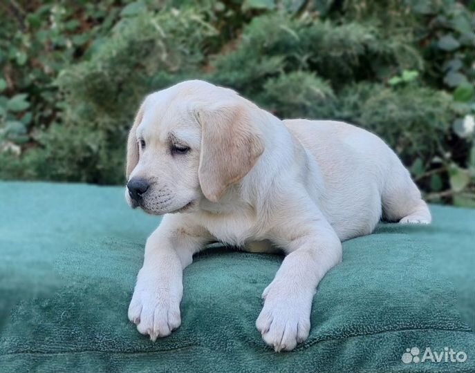 Щенок Лабрадора