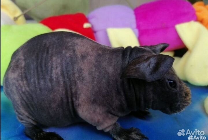 Морская свинка скинни