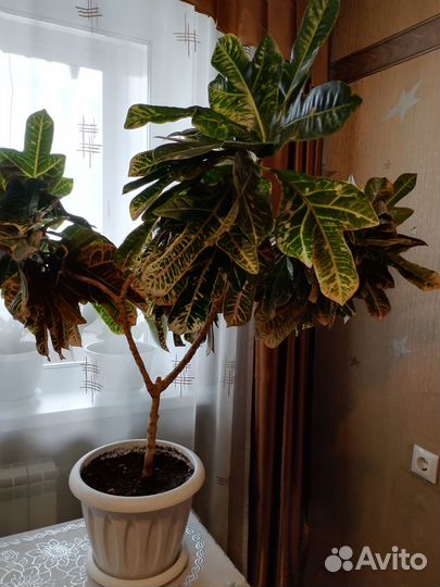 Комнатные растения