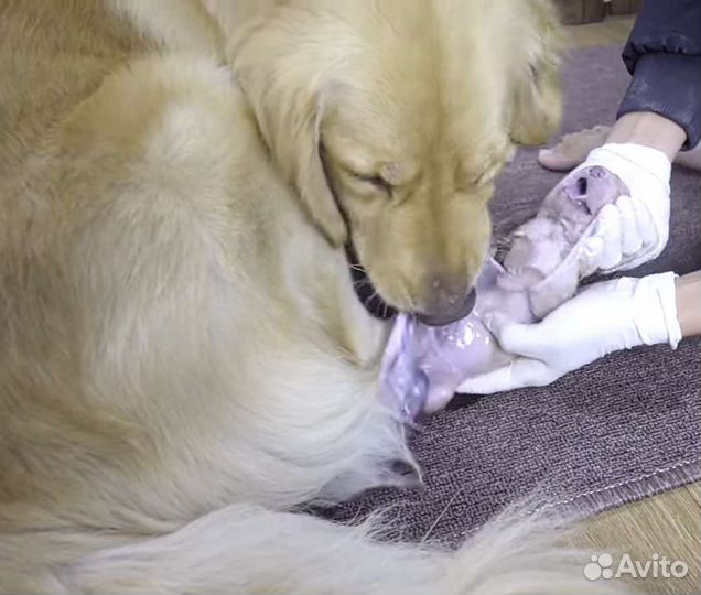 Вязка, роды инструктор по вязке собак