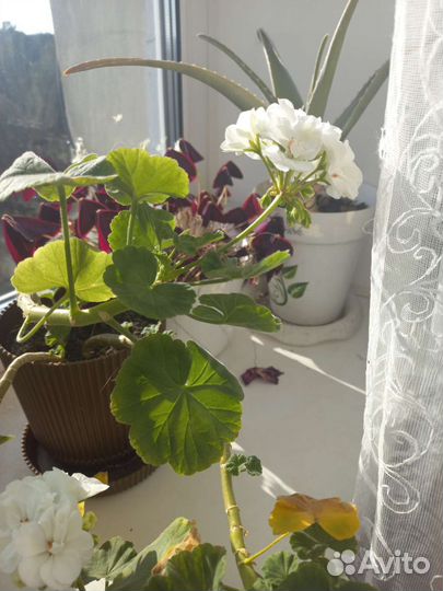 Комнатные домашние растения