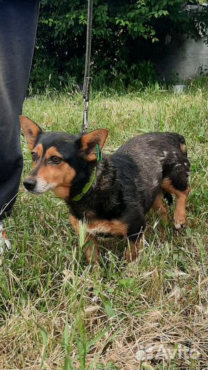 Крошка Мусечка