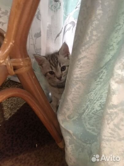 Котята отдам даром