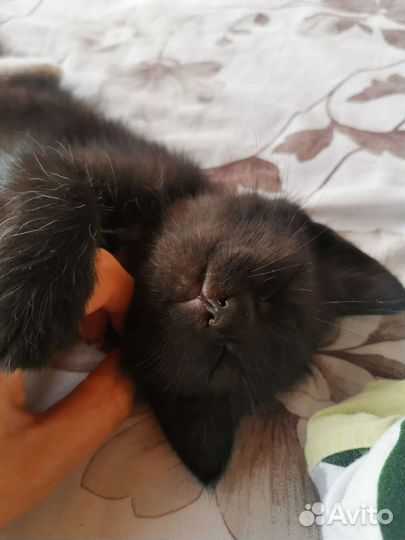 Котята в дар бесплатно