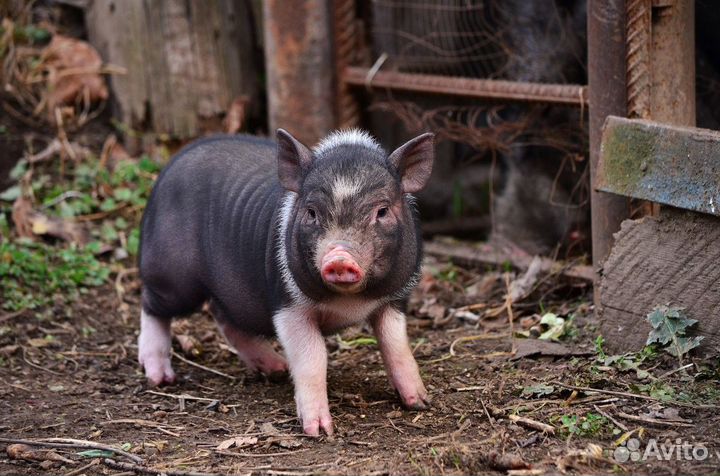 Вьетнамские поросята