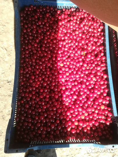 Ягоды клубника