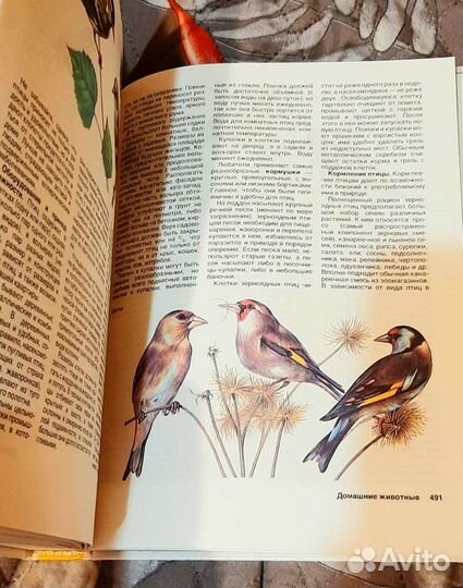 Р. Штильмарк Наследник из Калькутты, Домоводство