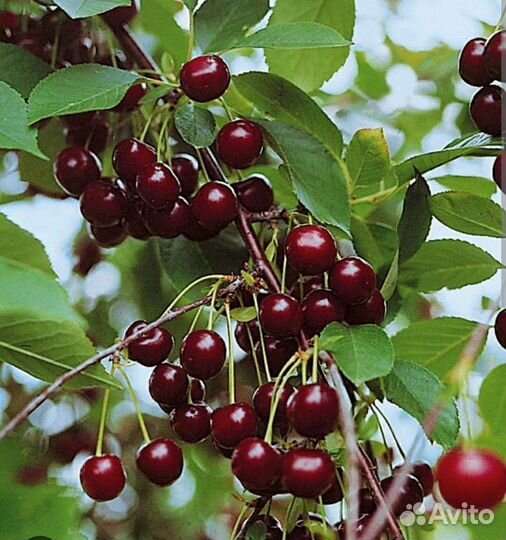 Вишня свежак