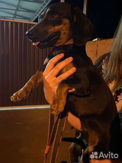 Такса в добрые руки