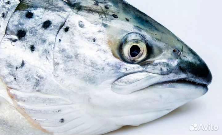 Головы Семги крупные/рыба и морепродукты