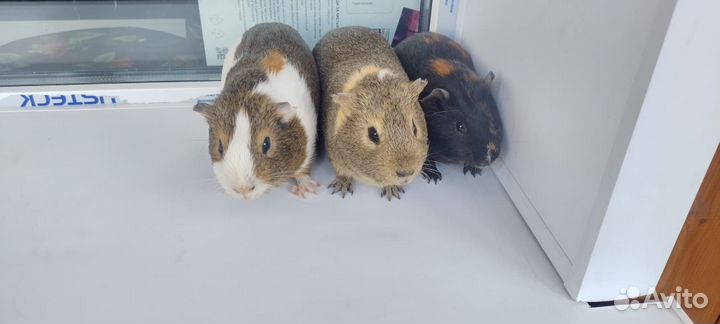 Морская свинка