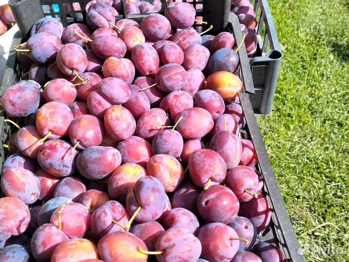 Слива синяя