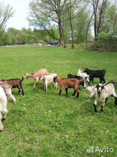 Козлики и козы