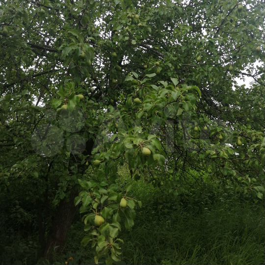 Участок 7,8 сот. (СНТ, ДНП)