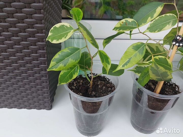 Комнатные растения