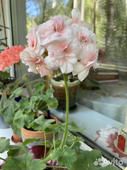 Пеларгония герань сортовая