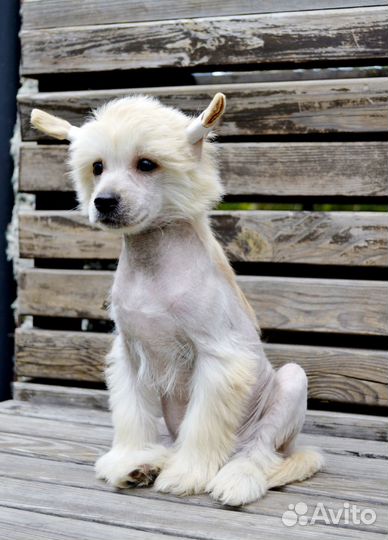 Китайская хохлатая