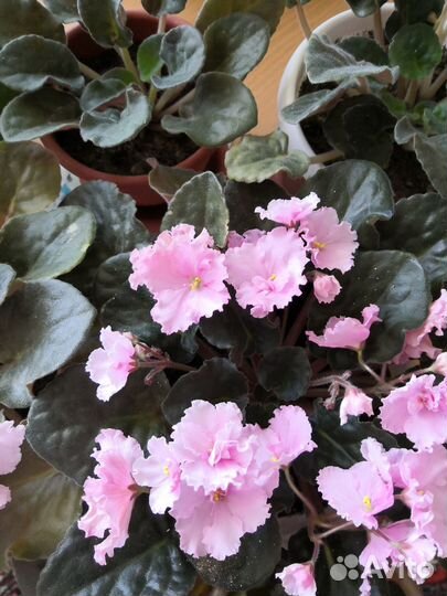 Продаю цветы