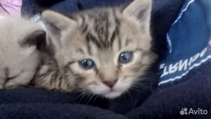 Отдаю котят