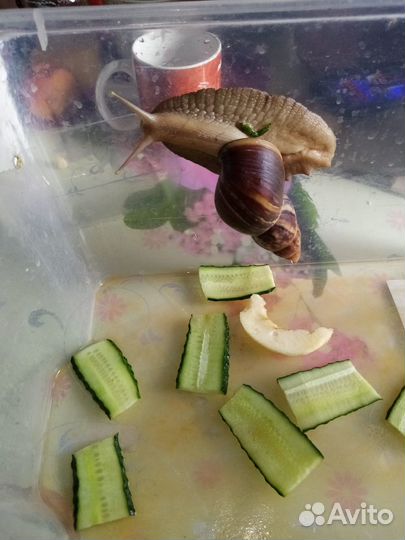 Отдам в хорошие руки бесплатно