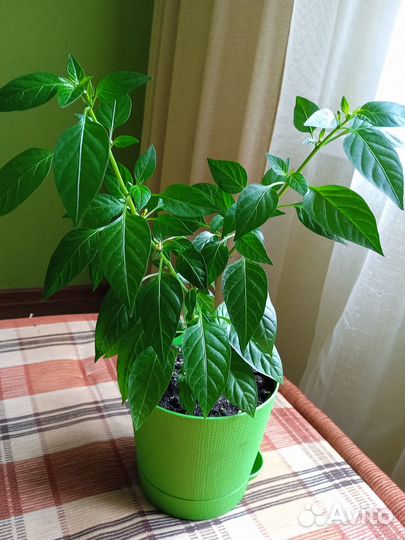 Комнатные растения