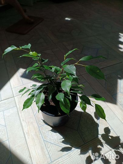 Фикус бенджамина