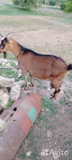 Коза дойная альпийская